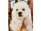 Adopt Toby a White Shih Tzu / Mixed dog in Locust Fork, AL (37657088)