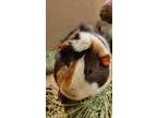 Adopt Spikette a Brown or Chocolate Guinea Pig / Guinea Pig / Mixed small animal