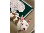 Adopt Timothy Q. Mouse a White American Pit Bull Terrier / Mixed dog in Newport