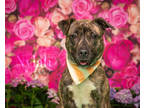 Adopt Nyla a Brindle American Pit Bull Terrier / Mixed dog in Newport News
