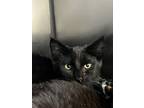 Adopt Astro a All Black Domestic Shorthair / Domestic Shorthair / Mixed cat in