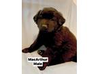 Adopt MacArthur a Black Retriever (Unknown Type) / Mixed Breed (Medium) / Mixed
