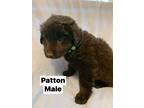 Adopt Patton a Black Retriever (Unknown Type) / Mixed Breed (Medium) / Mixed dog