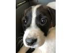 Adopt Bart a Labrador Retriever / Border Collie / Mixed dog in Birmingham