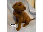 Adopt Meade a Brown/Chocolate Labrador Retriever / Mixed Breed (Medium) / Mixed