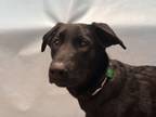 Adopt Sequoia a Black Labrador Retriever / Mixed dog in Coon Rapids