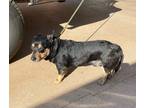Adopt 52302489 a Black Corgi / Mixed dog in Shelby, NC (37656099)