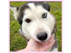 Adopt Melissa a Gray/Silver/Salt & Pepper - with White Siberian Husky / Mixed