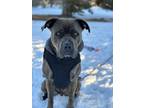 Adopt Goose a Brindle American Staffordshire Terrier / Cane Corso / Mixed dog in