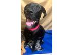Adopt Kennedy a Black Great Dane / Mixed dog in Westville, IN (37650396)