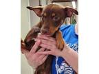 Adopt Rocket a Brown/Chocolate Miniature Pinscher dog in Clear Lake