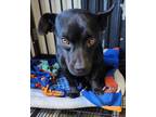 Adopt Anna a Black Dachshund dog in Clear Lake, IA (37654486)