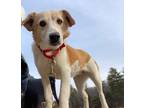 Adopt Charlotte a White - with Tan, Yellow or Fawn Australian Cattle Dog / Mixed