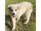 Adopt BEIGNET a White - with Tan, Yellow or Fawn Great Pyrenees / Mixed dog in