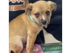 Adopt Shamrock a Tan/Yellow/Fawn Jack Russell Terrier / Pug / Mixed dog in