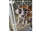 Adopt Tom a Hound (Unknown Type) / Mixed Breed (Medium) / Mixed dog in