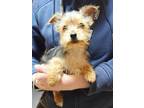 Adopt Neelam a Pomeranian / Terrier (Unknown Type, Small) / Mixed dog in El
