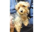 Adopt Jasper a Pomeranian / Terrier (Unknown Type, Small) / Mixed dog in El