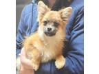 Adopt Topaz a Pomeranian / Terrier (Unknown Type, Small) / Mixed dog in El