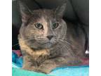 Adopt Penelope a Domestic Shorthair / Mixed (short coat) cat in Logan