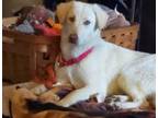 Adopt Xena a Labrador Retriever / Great Pyrenees dog in Peoria, IL (37654460)
