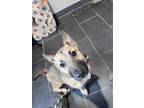 Adopt Gracie a Tan/Yellow/Fawn Mixed Breed (Medium) / Jack Russell Terrier /