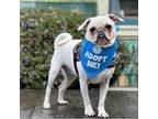 Adopt Nala a Pug / Mixed dog in Pacific Grove, CA (37654164)