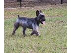 Adopt Allie a Schnauzer (Standard) / Silky Terrier / Mixed dog in Ocala