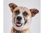 Adopt Gom a Jindo / Mixed dog in San Ramon, CA (37654200)