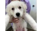 Adopt Cirrus a White - with Tan, Yellow or Fawn Mixed Breed (Medium) / Mixed dog