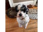 Adopt Bandit a White - with Tan, Yellow or Fawn Poodle (Miniature) / Mixed dog