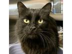 Adopt Blacky a All Black Domestic Longhair / Mixed cat in Denison, TX (37651256)