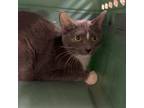 Adopt Paisley a Gray or Blue American Shorthair / Mixed cat in Starkville