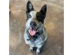 Adopt Ryder A Black Australian Cattle Dog / Mixed Dog In Rifle, CO (37653642)