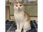 Adopt Ritz A White Domestic Shorthair / Mixed Cat In Rifle, CO (37653641)