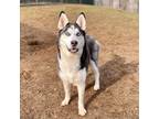 Adopt Mishka a Black Husky / Mixed dog in New Fairfield, CT (37653588)