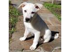 Adopt Augustus a Tan/Yellow/Fawn Shepherd (Unknown Type) / Labrador Retriever /