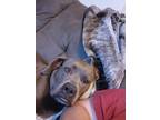 Adopt Presley a Brown/Chocolate - with White American Pit Bull Terrier / Boxer /