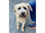 Adopt Kira a Terrier (Unknown Type, Medium) / Mixed dog in Novato, CA (37651706)