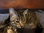 Adopt Beastie a Brown Tabby Domestic Shorthair / Mixed (short coat) cat in