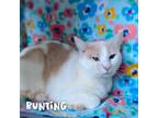 Adopt Bunting A Domestic Shorthair / Mixed (short Coat) Cat In Grand Forks