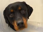 Adopt PUP TART a Black Rottweiler / Mixed dog in Denver, CO (37653034)
