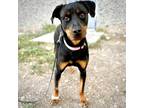 Adopt Pinkie A Black Rottweiler / Mixed Dog In San Angelo, TX (37652901)
