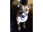 Adopt Willow a Brown/Chocolate - with White Bull Terrier / Mixed dog in Toledo