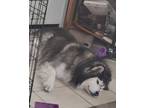 Adopt Bruno a Black - with White Alaskan Malamute / Husky / Mixed dog in