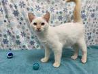 Adopt Nagini a Cream or Ivory Siamese / Domestic Shorthair / Mixed cat in