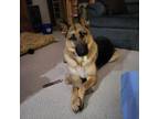 Adopt Dixie A Brown/Chocolate German Shepherd Dog / Mixed Dog In Rochester