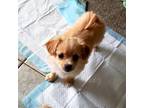 Adopt Gretta Mae a White - with Tan, Yellow or Fawn Pomeranian / King Charles