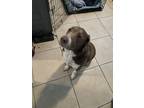 Adopt “Chewy” a Tan/Yellow/Fawn Labrador Retriever / American Pit Bull