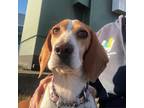 Adopt Hannah a Tan/Yellow/Fawn Beagle / Mixed dog in Newark, DE (37652059)